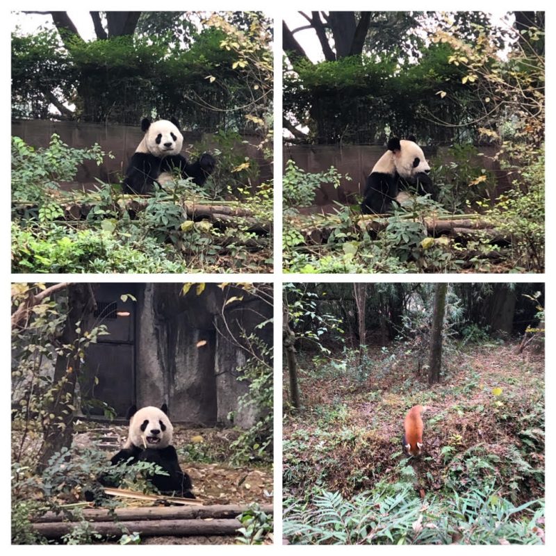 panda-rxesearch-center-chengdu