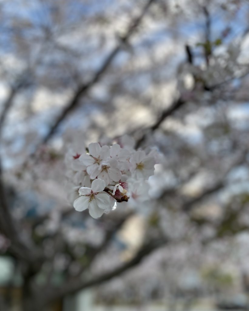 lovely cherry blossom during spring in CA 2022