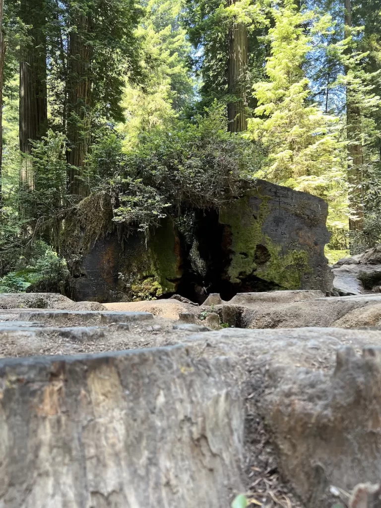 huge fallen tree trunk inside redwood national park