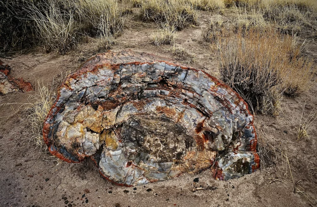 Petrified wood at the Petrified Forest National Park Dec 2023
