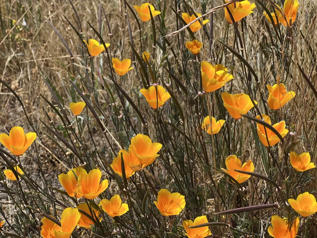 California flowers 