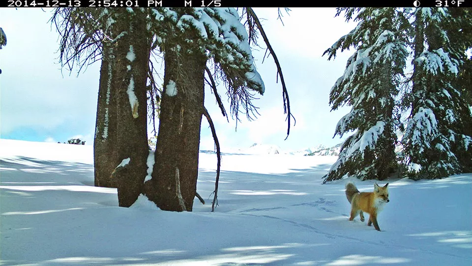 This picture of a Sierra Nevada red fox in December 2014 was the first confirmed detection in Yosemite in nearly a century.