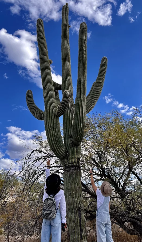huge cactus at saguaro national park 2023